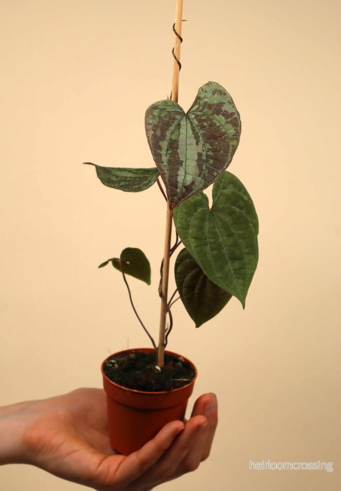 Dioscorea discolor - Bild 3