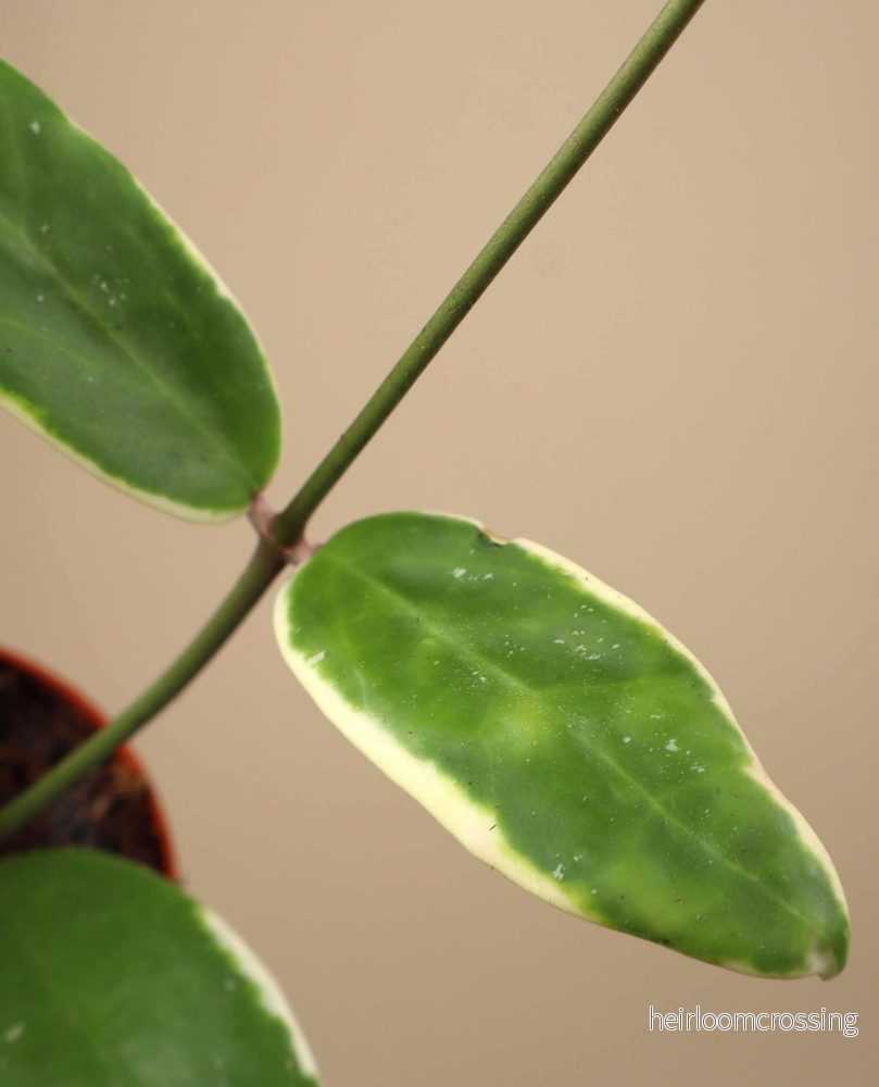 Hoya verticillata 'Albomarginata' - Bild 2