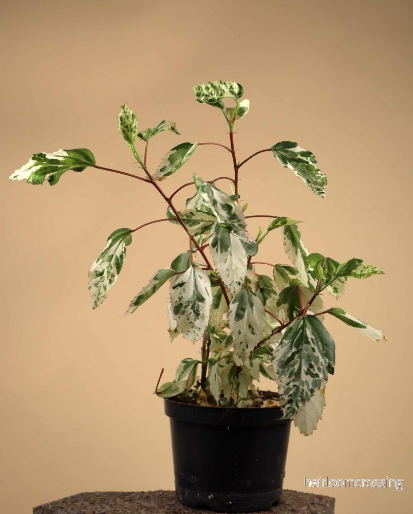 Hibiscus × rosa-sinensis 'variegata' - Bild 3