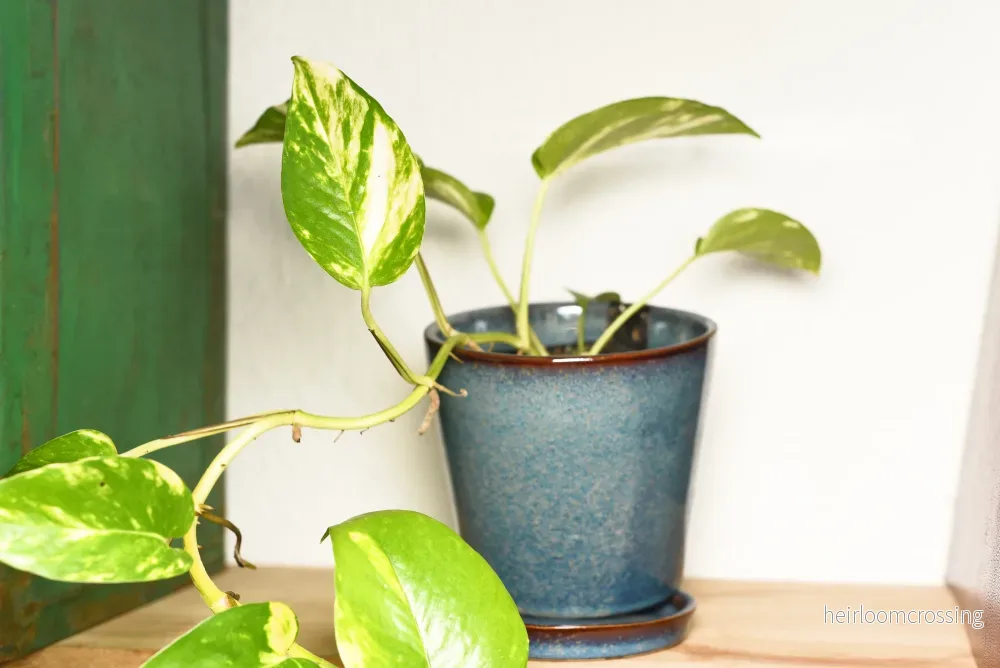 Gyllene vinstockar (Epipremnum pinnatum)