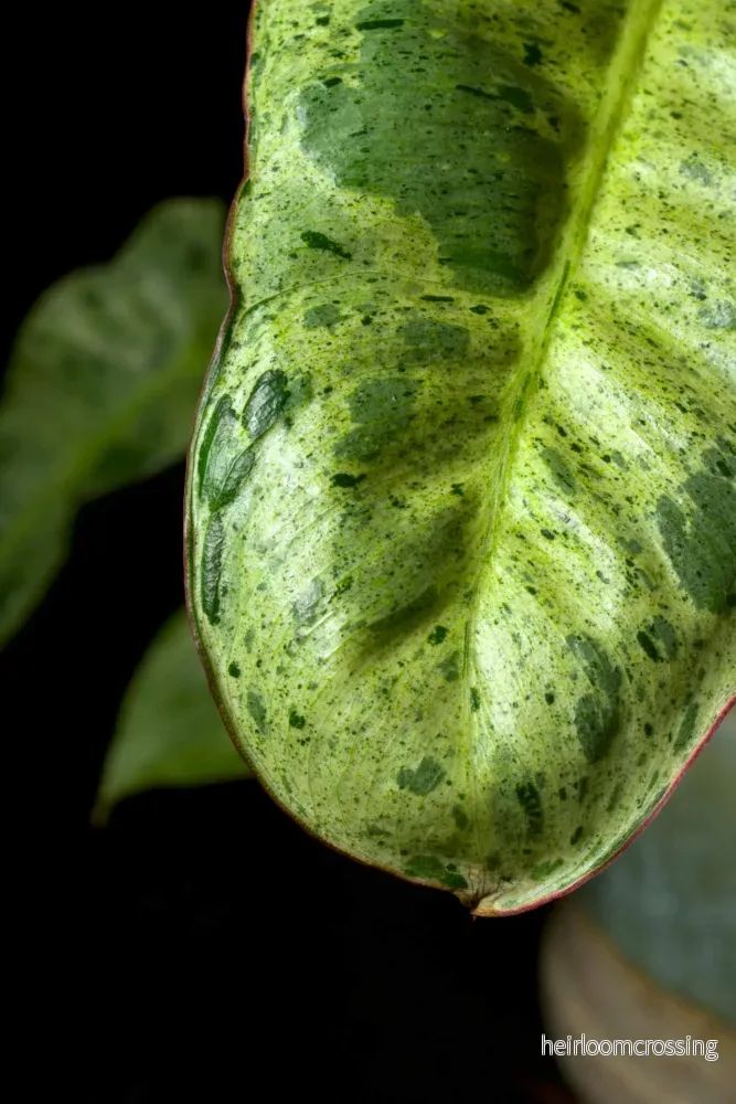 Philodendron Paraiso Verde - Bild 2