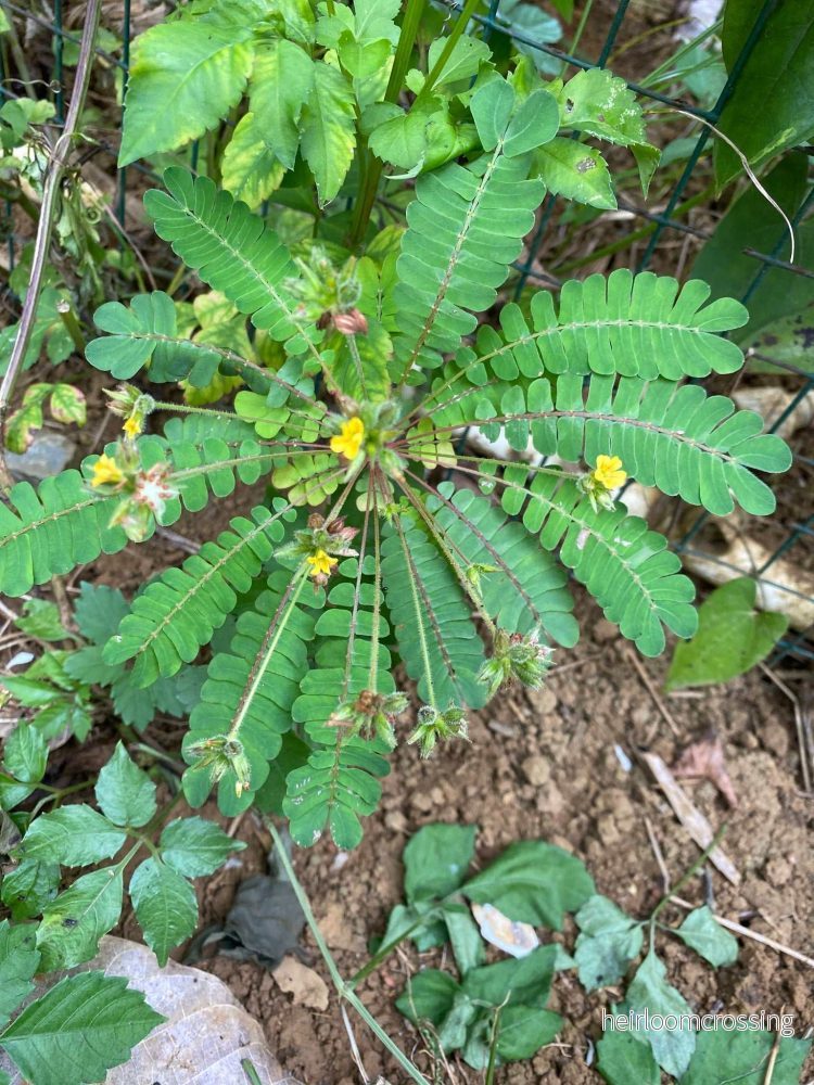 Biophytum sensitivum | Minipalm - Bild 2