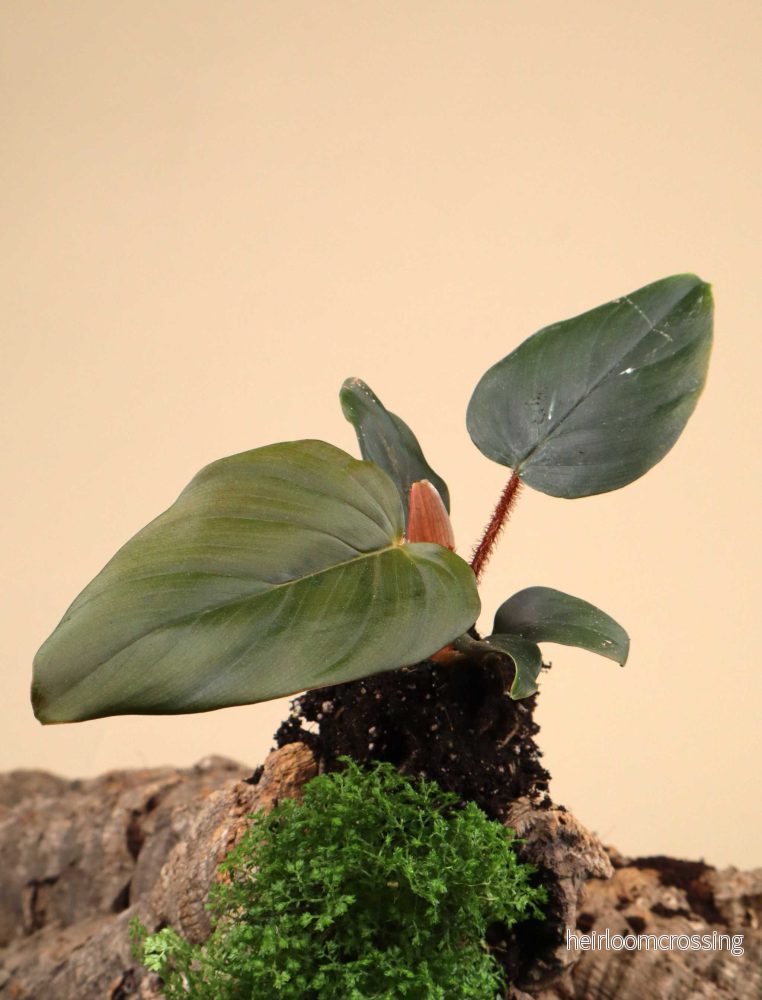 Philodendron squamiferum x serpens Philodendron squamiferum x serpens