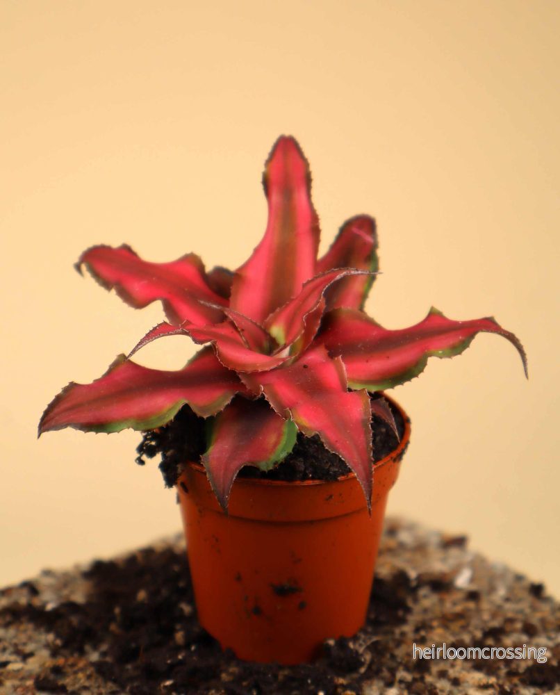 Cryptanthus bivittatus 'Red star' - Bild 3