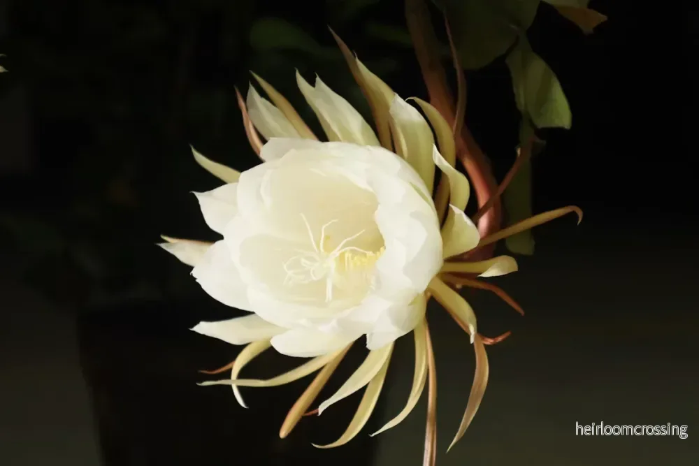 Epiphyllum anguliger | Flikig bladkaktus - Bild 2