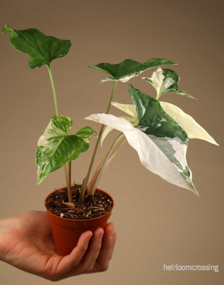 Syngonium albo variegata Syngonium albo variegata