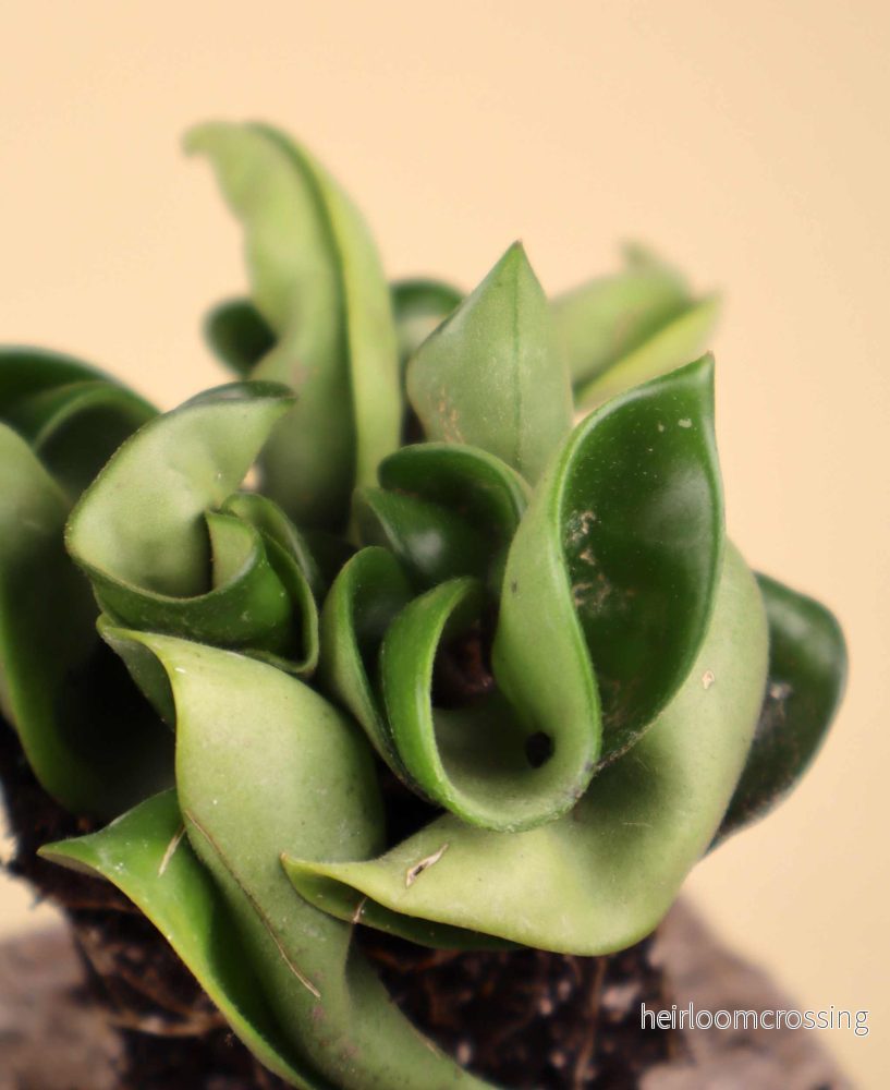 Hoya carnosa 'compacta' - Bild 2