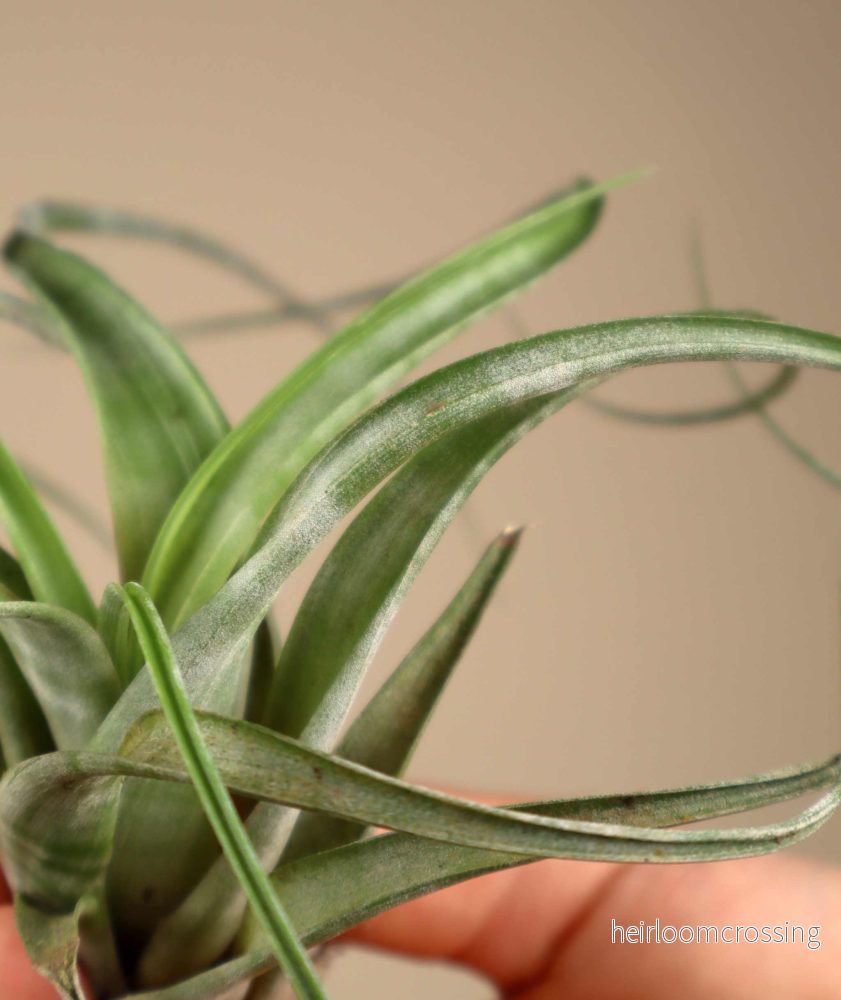 Tillandsia flexuosa - Bild 3