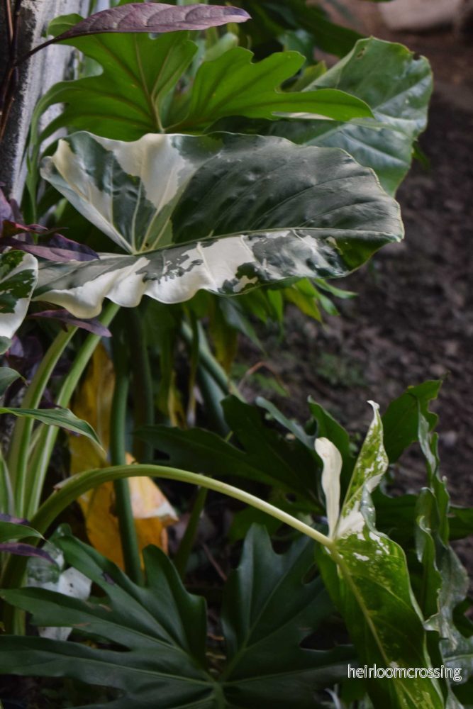 Alocasia macrorrhizos albo variegata - Bild 3