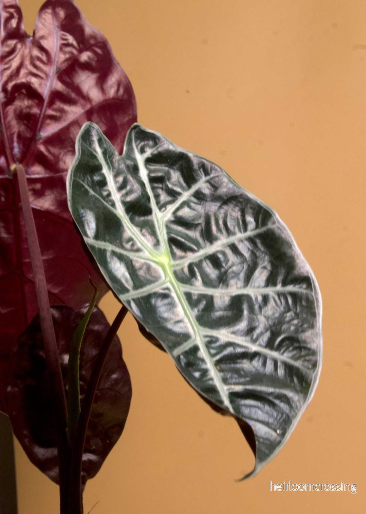 Alocasia suhirmaniana - Bild 2