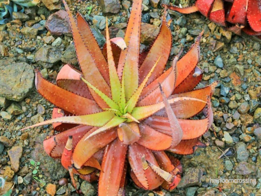 Spräcklig kapaloe (Aloe microstigma) | frön, 20 st. - Bild 3