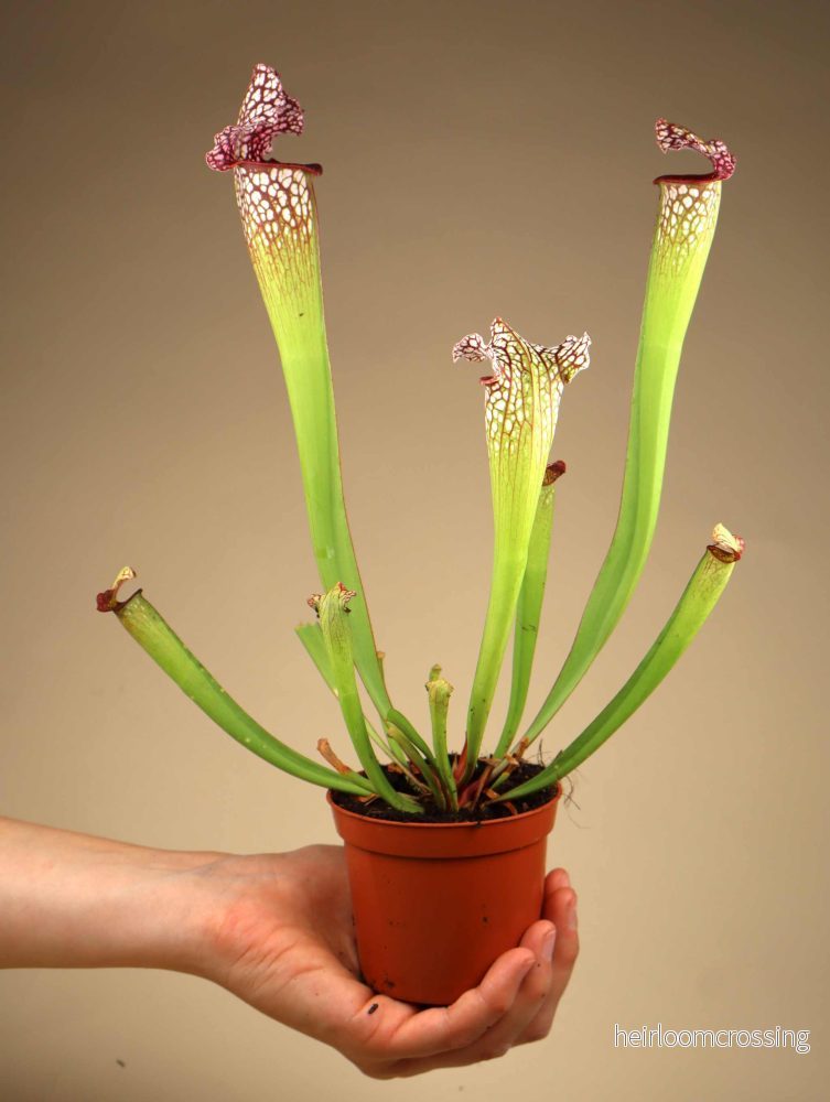 Sarracenia leucophylla - Bild 3