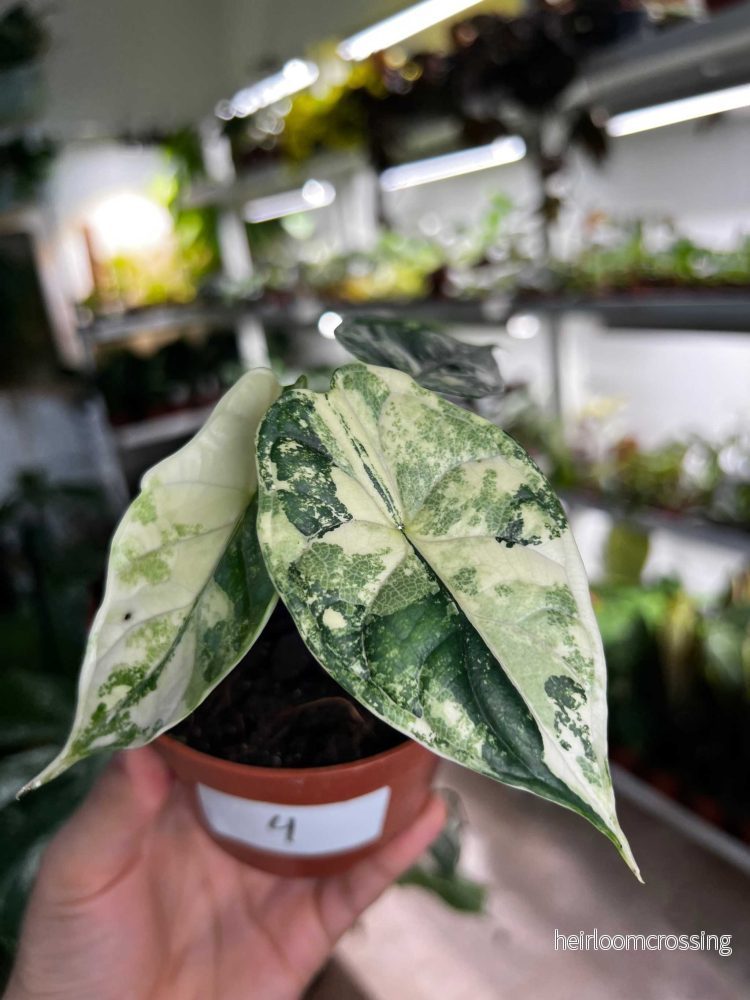 Alocasia dragon scale albo variegata - Bild 3