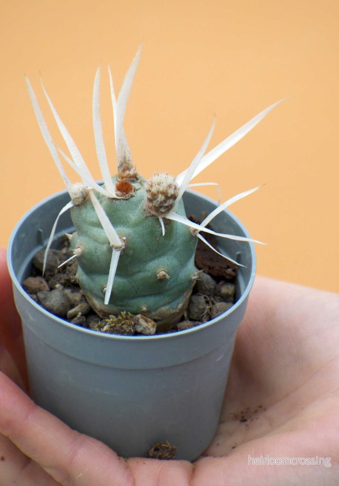 Tephrocactus articulatus - Bild 3