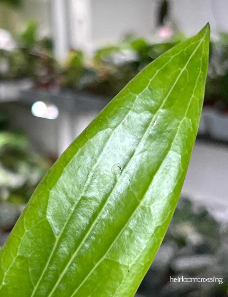 Hoya soligamiana - Bild 2