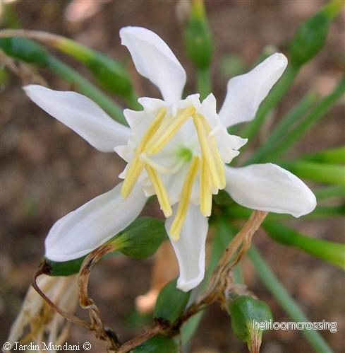 Kanarisk sjölilja (Pancratium canariense) | frön, 10 st.