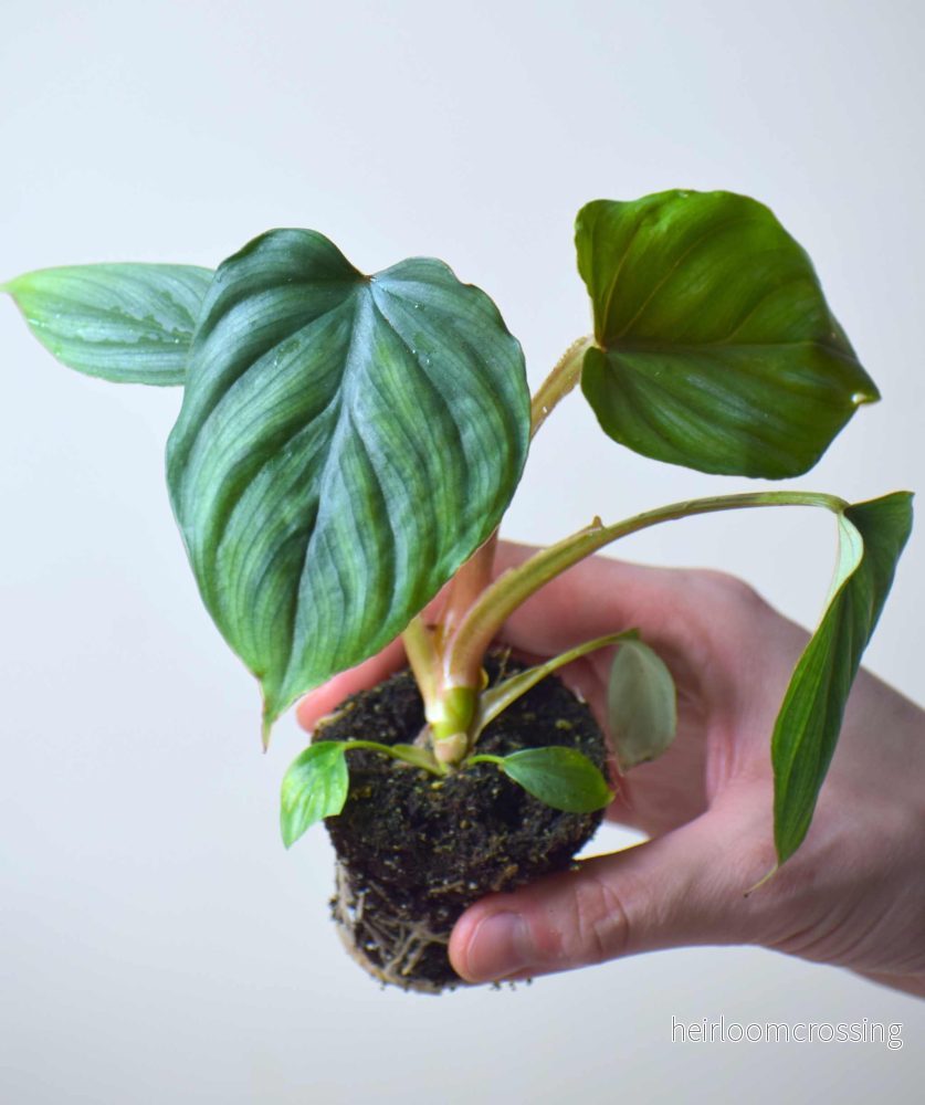 Philodendron mamei - Bild 3