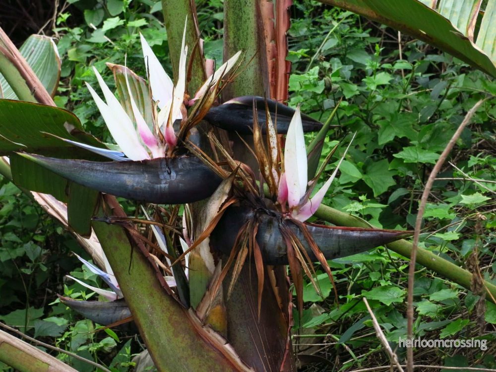 Jättepapegojblomma 'Strelitzia nicolai' - Bild 2