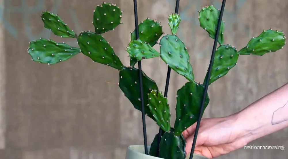 Opuntia Jamaicensis - Bild 3