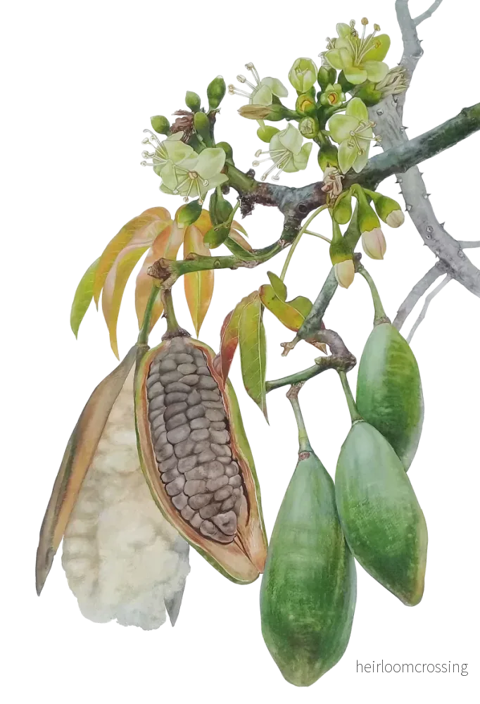Kapokträd (Ceiba pentandra) | frön, 10 st. - Bild 3