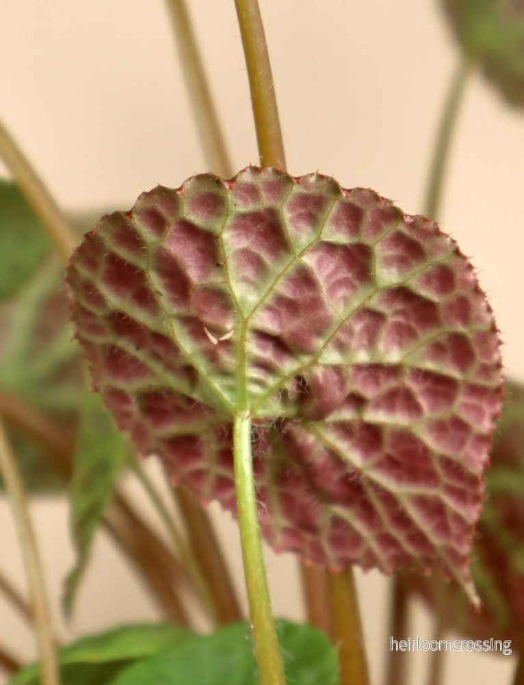 Begonia phuthoensis - Bild 3