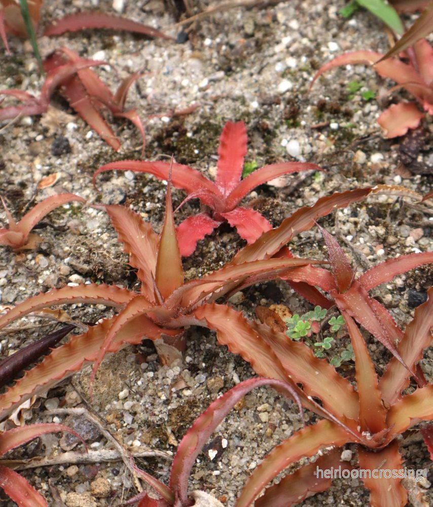 Cryptanthus bivittatus 'Red star'