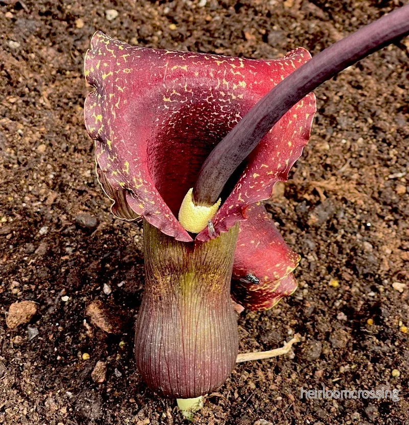Voodoolilja ”Indian Giant” (Sauromatum venosum) Voodoolilja ”Indian Giant” (Sauromatum venosum)