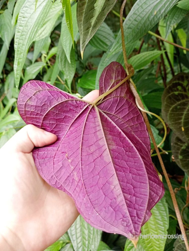 Dioscorea discolor - Bild 2