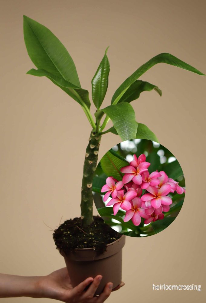 Plumeria rubra | Tempelblomma - Bild 2