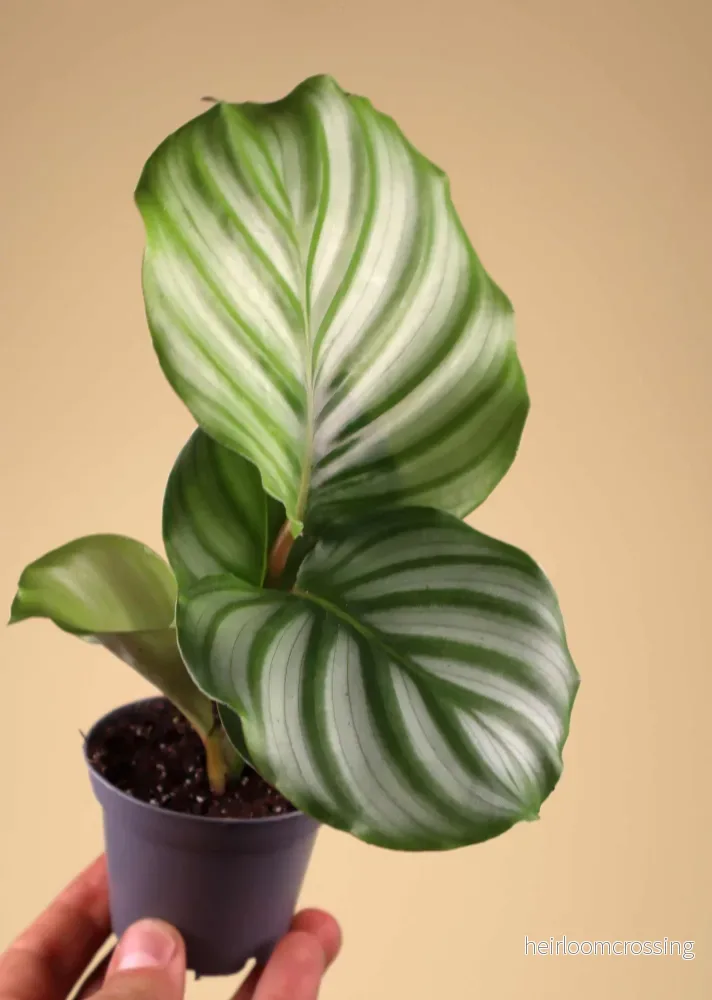 Calathea orbifolia - Bild 2