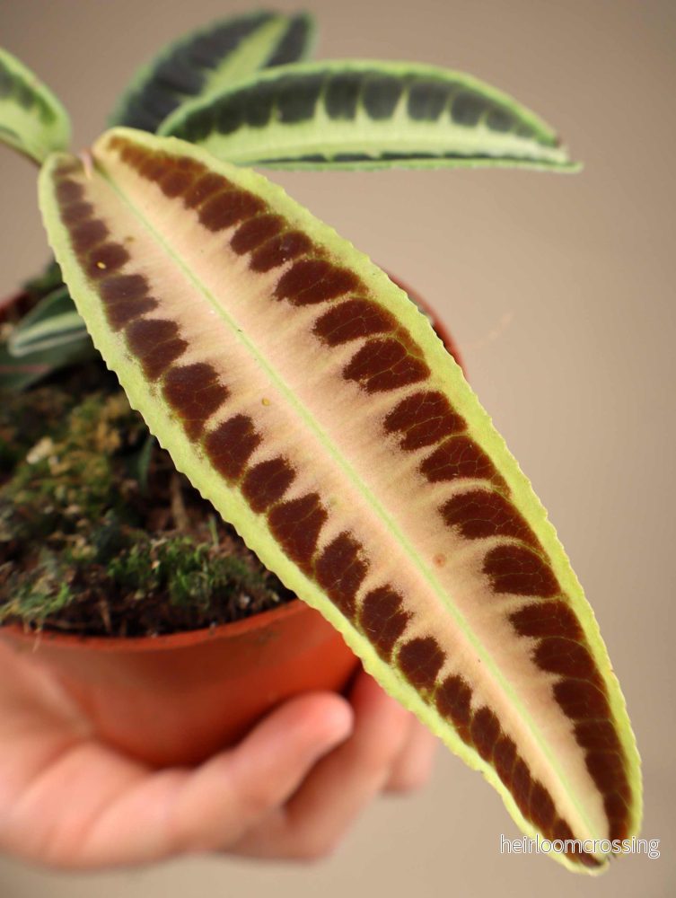 Labisia sp. 'Jambi' - Bild 2