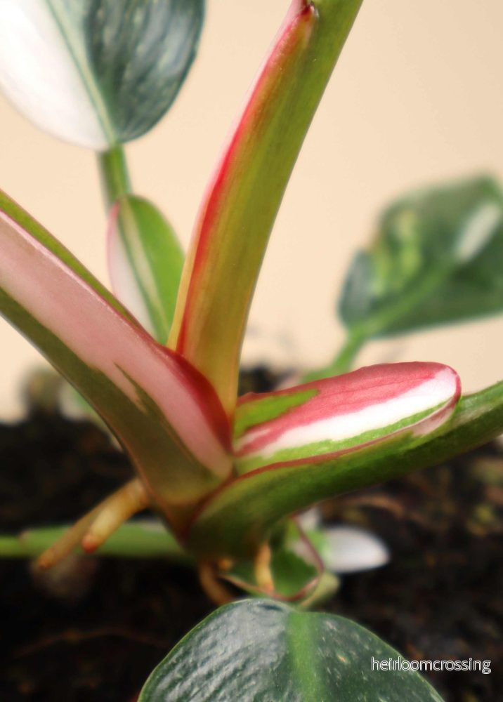 Philodendron 'White Princess' - Bild 3