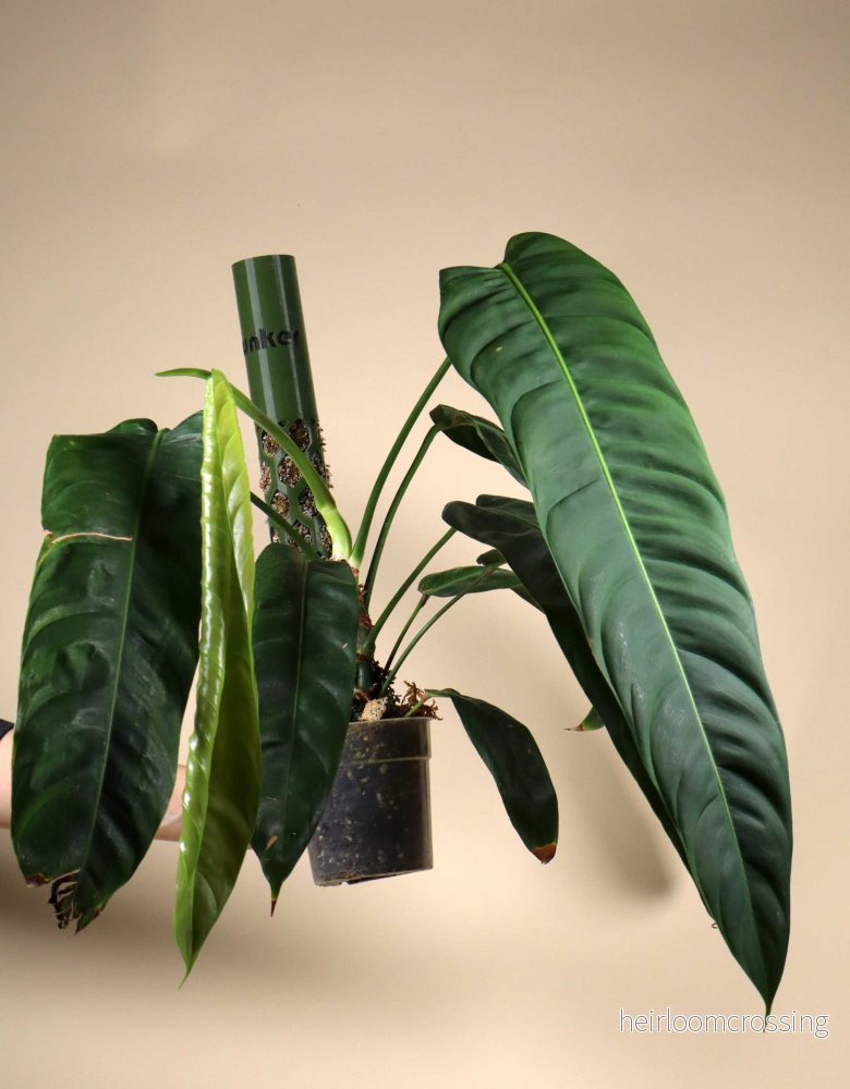 Philodendron patriciae Philodendron patriciae