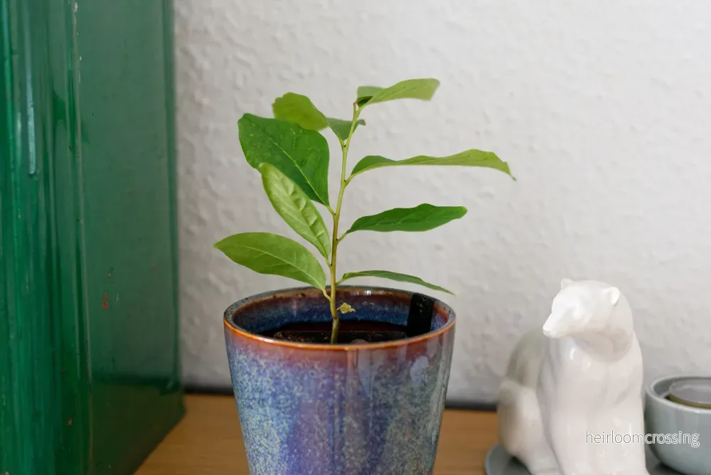 Tass (Asimina triloba) | växt - Bild 2