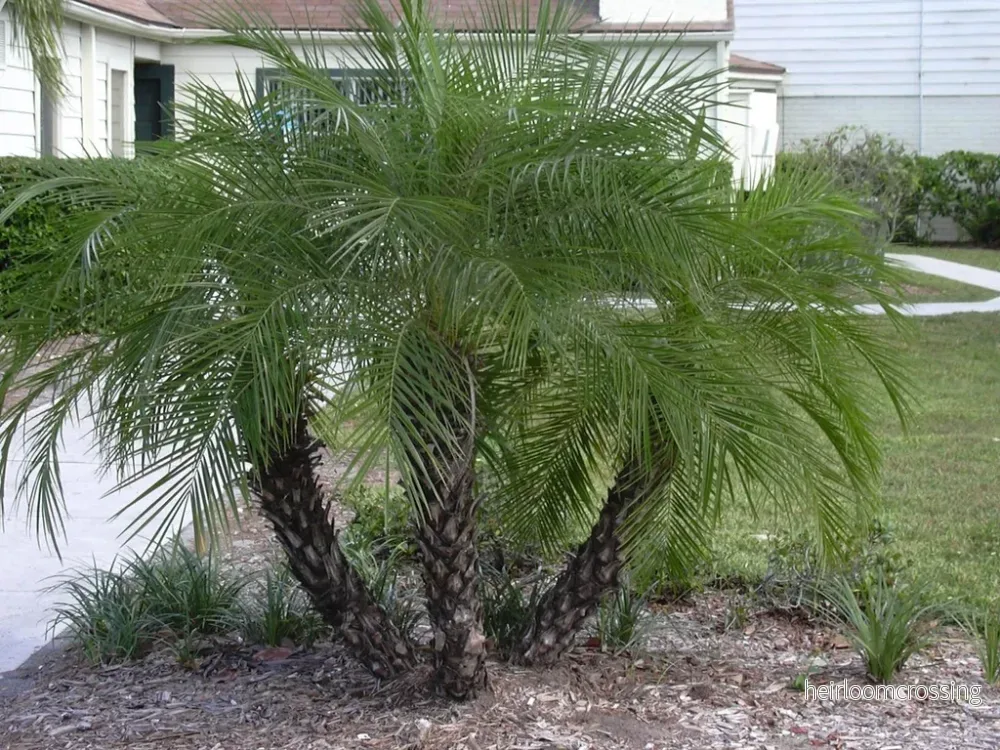 Dvärg dadelpalm (Phoenix roebelenii) | frön, 10 st.