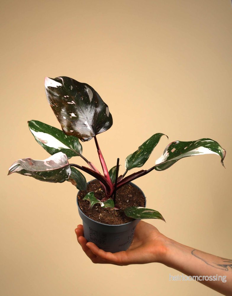 Philodendron Red Anderson