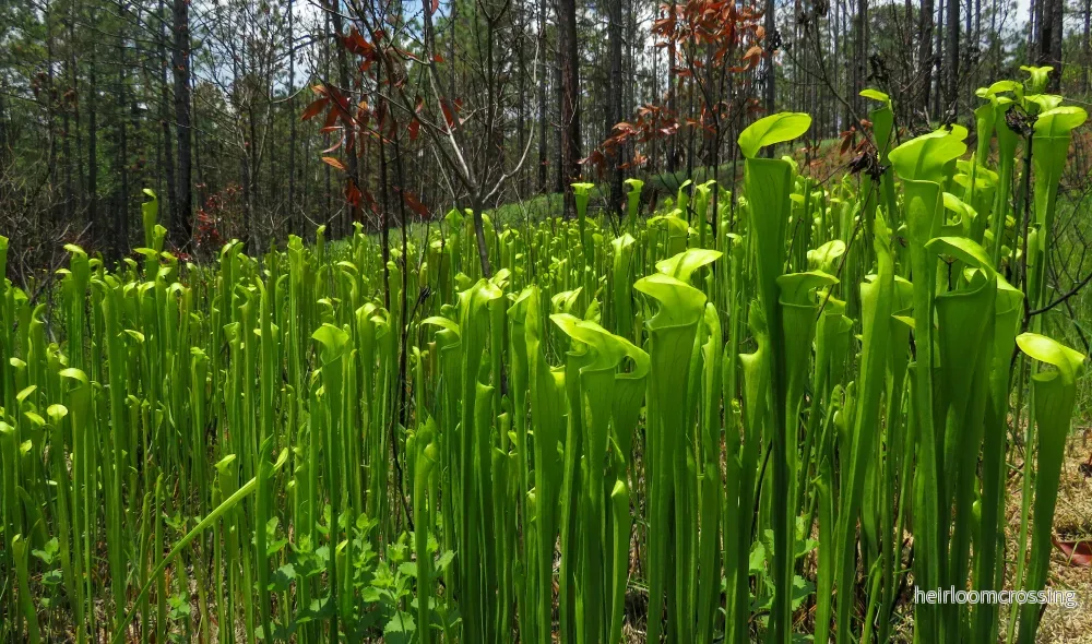 Gul trumpetkanna (Sarracenia alata) | frön, 10 st. Gul trumpetkanna (Sarracenia alata) | frön, 10 st.