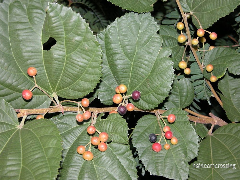 Falsa (Grewia asiatica) | frön, 10 st. - Bild 3