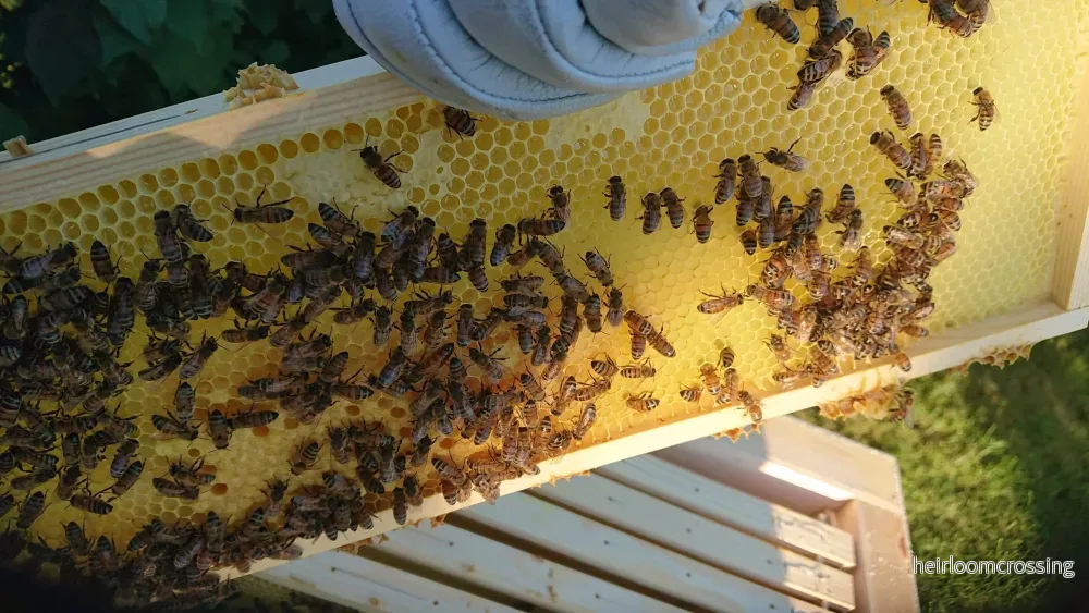 Bin avläggare Carnica