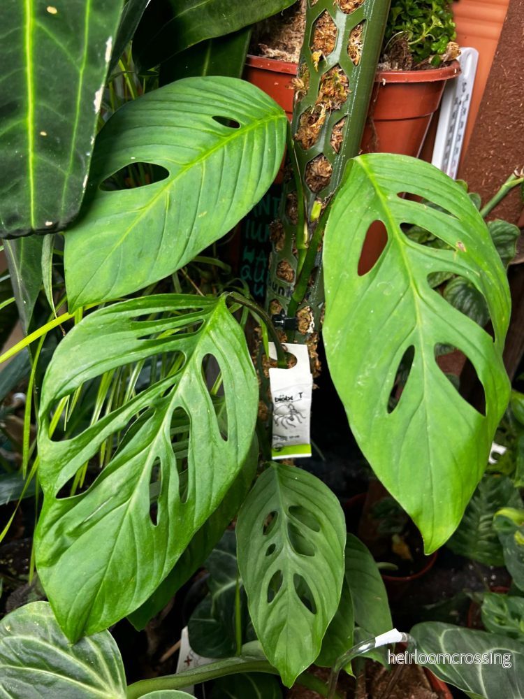 Monstera xanthospatha