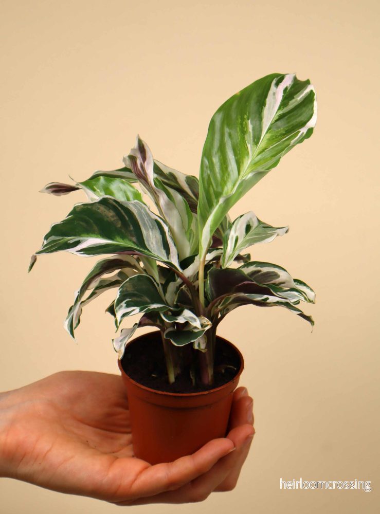 Calathea 'White Fusion' - Bild 3