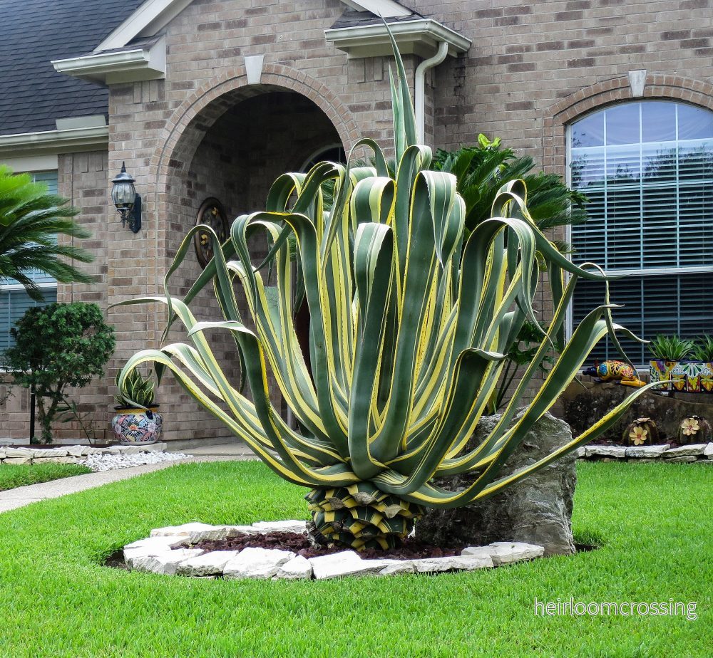 Agave (Agave americana "Marginata") | frön, 10 st. - Bild 3