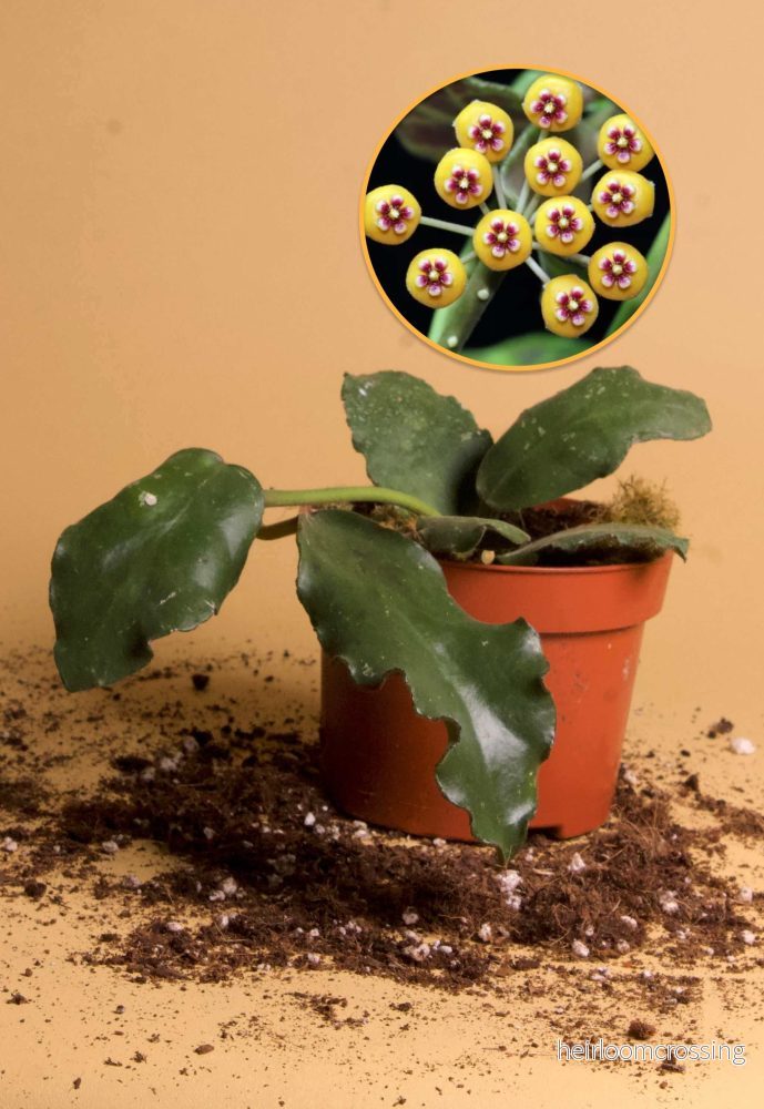 Hoya waymaniae