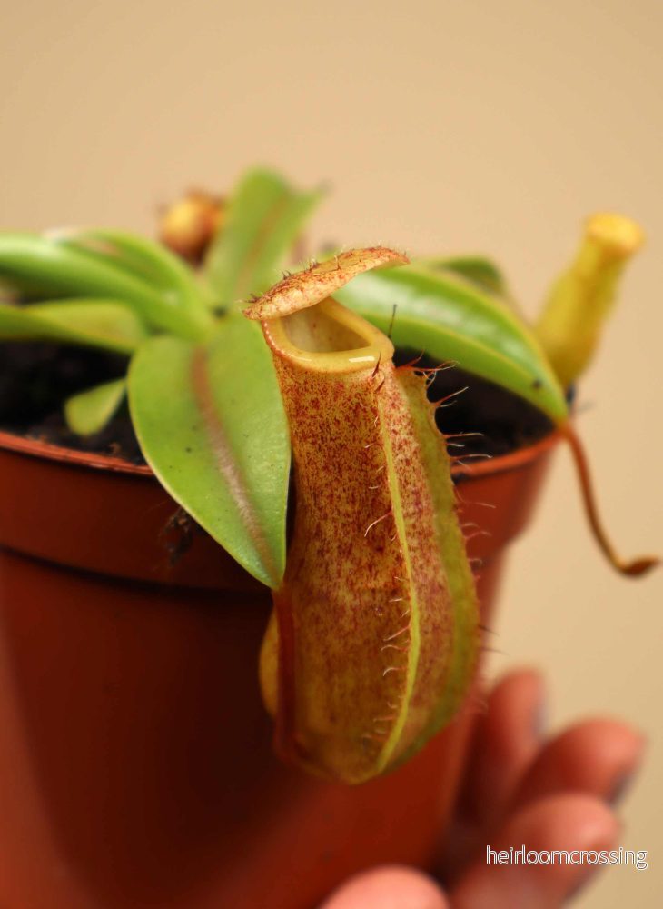 Nepenthes 'Linda' - Bild 2