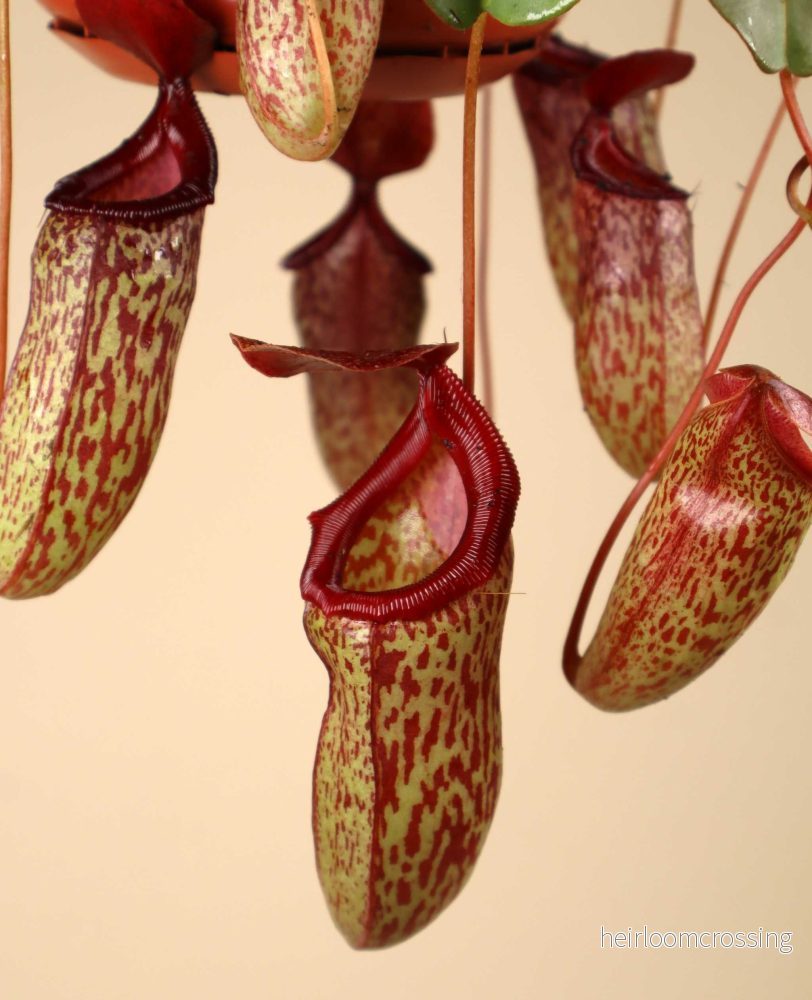 Nepenthes × 'Sam'