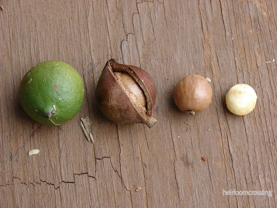 Macadamianöt (Macadamia integrifolia) | växt Macadamianöt (Macadamia integrifolia) | växt