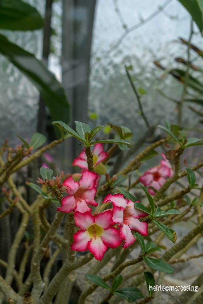 Adenium obesum | Ökenros - Bild 2