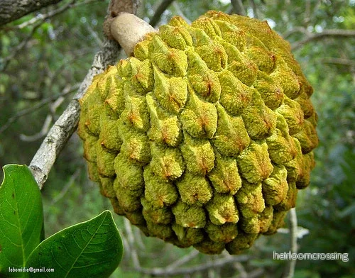 Araticum (Annona crassiflora) | frön, 3 st.