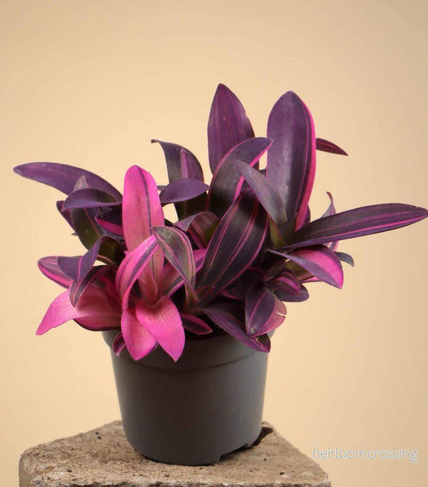 Tradescantia pallida 'pink stripe'