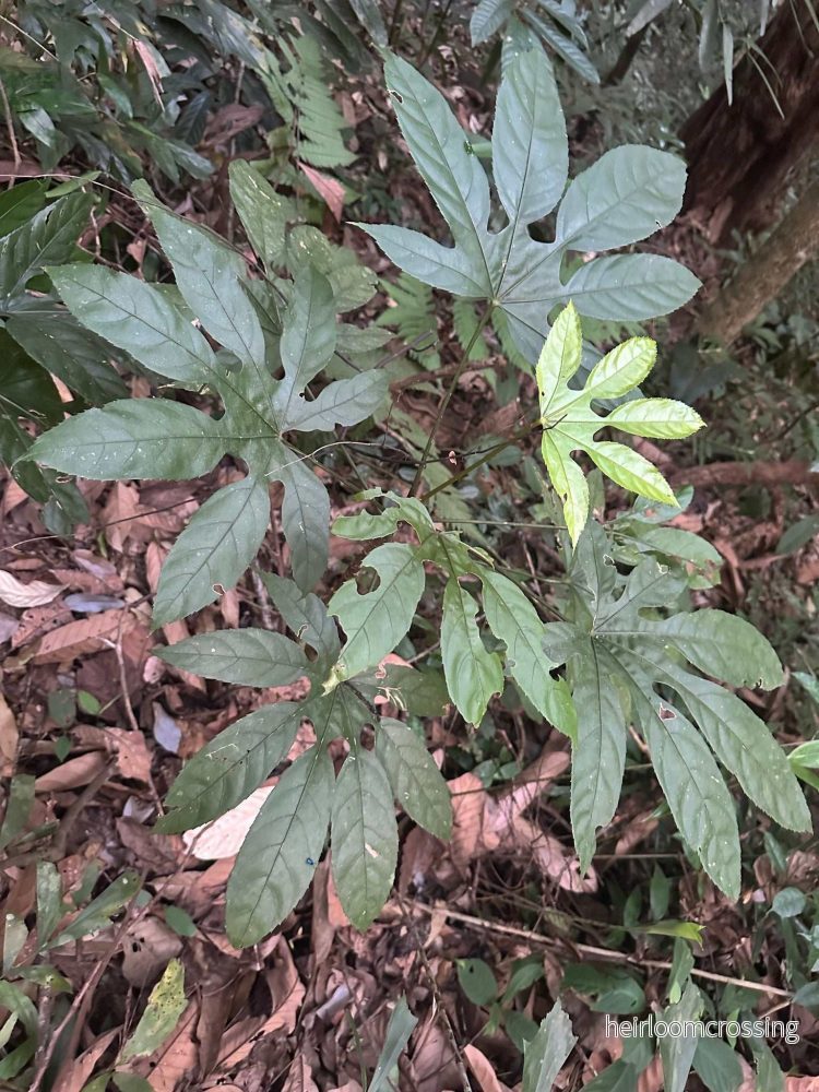 Trevesia burckii - Bild 3